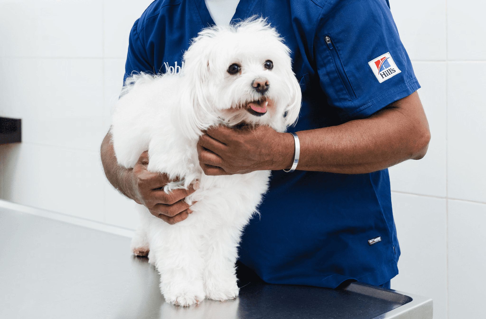 A veterinarian is holding a white dog and examining its coat.