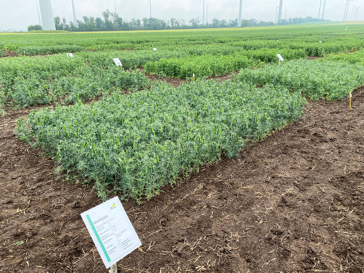 Different varieties of pea crops laid out in rectangular beds in a large field