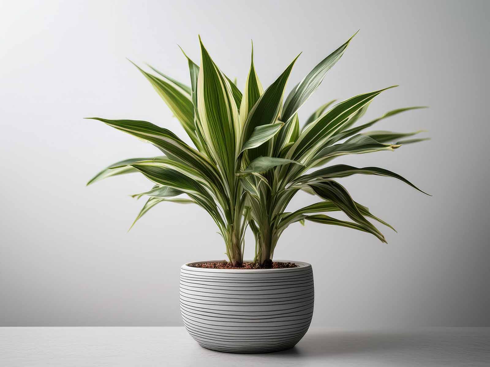 Striped Dracaena plant with bold green leaves edged in white in a modern St. Louis office, supplied by Tropical Decor