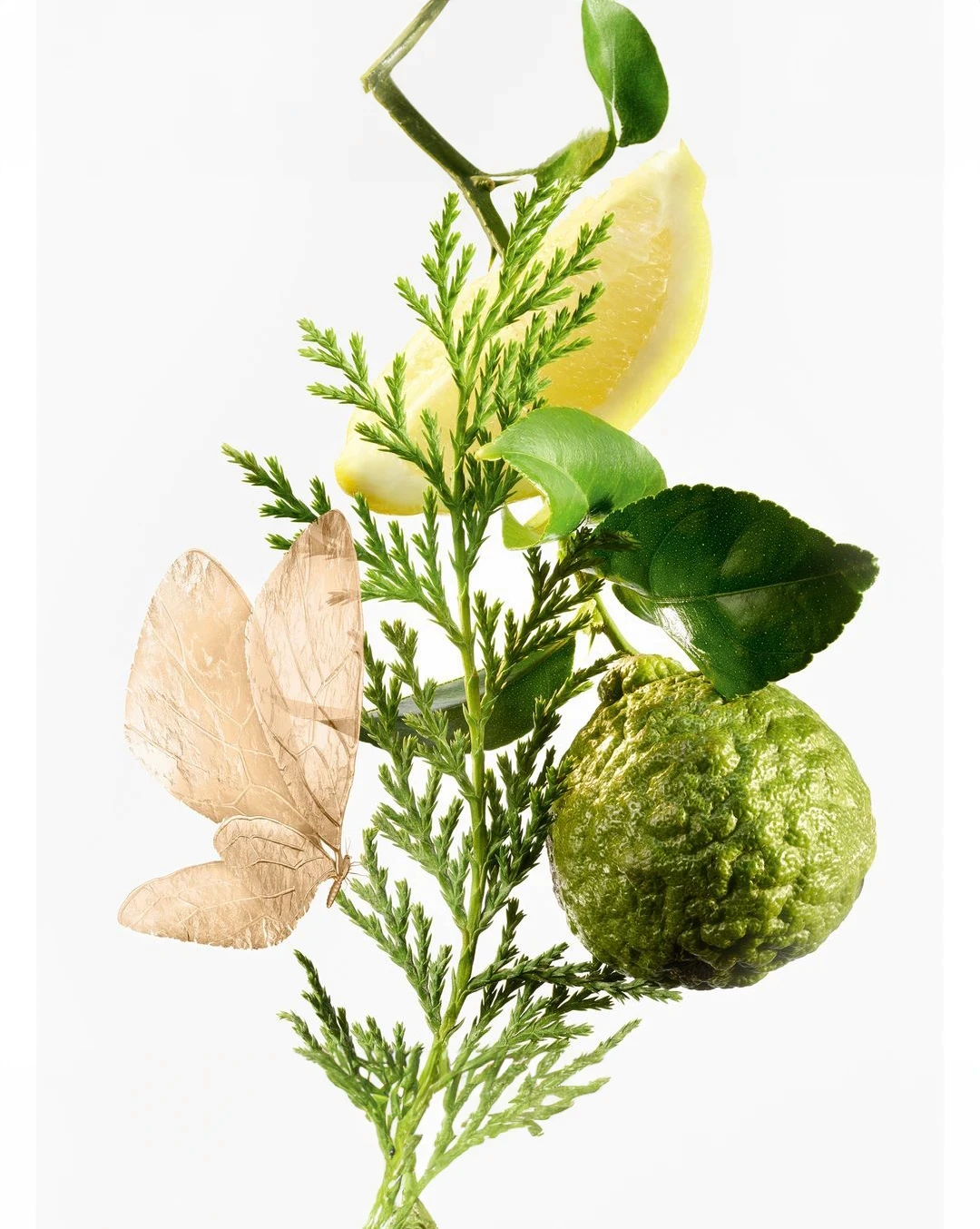 Aglio Picasso framer template