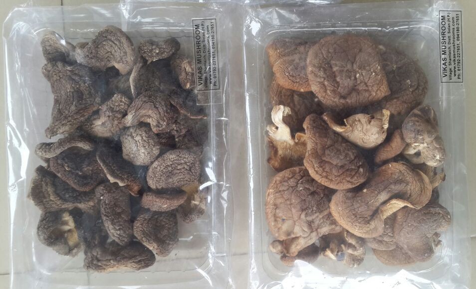 Sun-dried Shiitake Mushroom