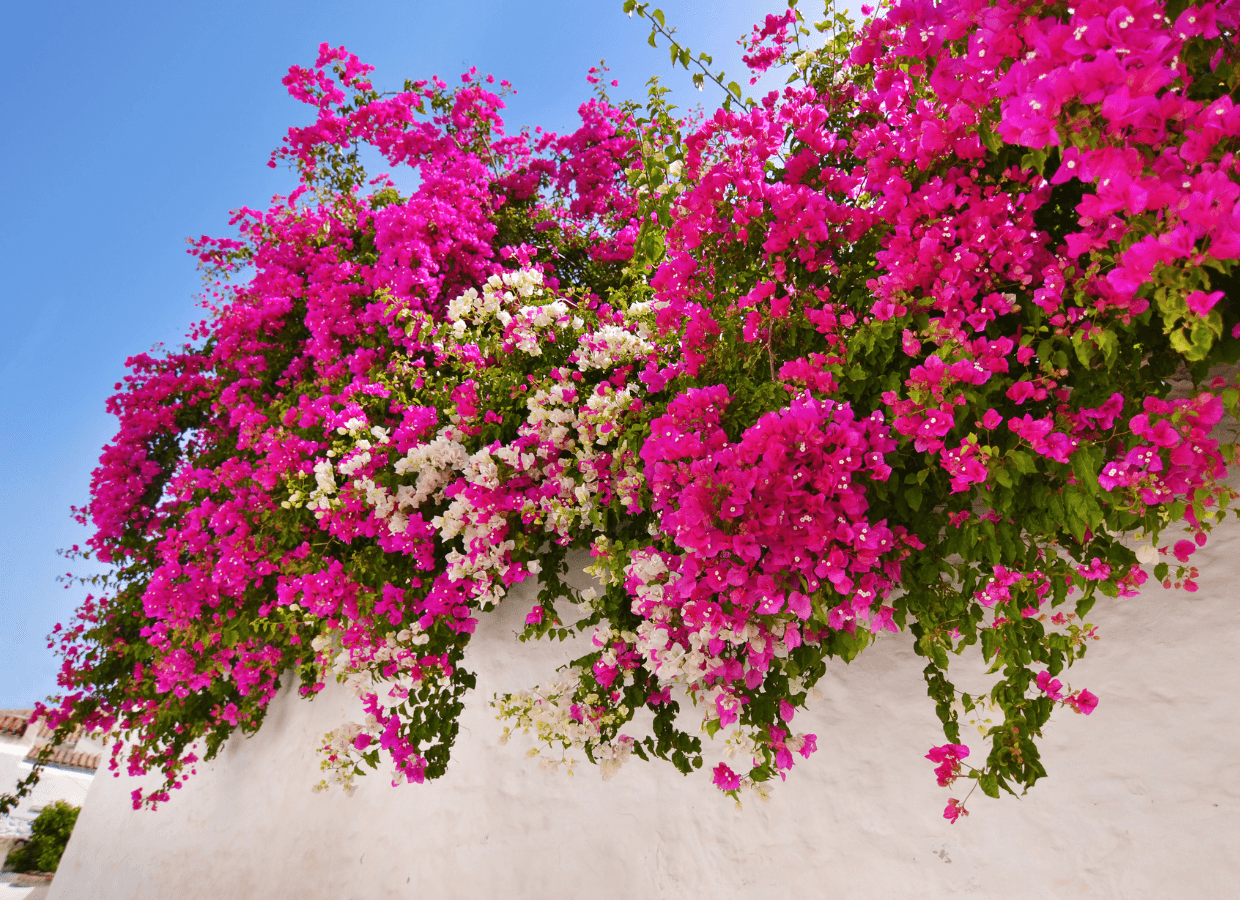 Outdoor plants resistant to the summer heat