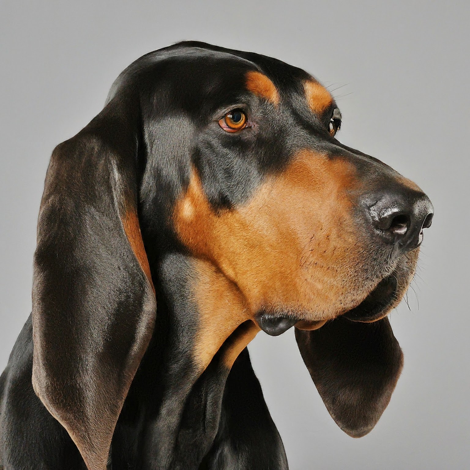 BUDDYUNO, Black and Tan Coonhound