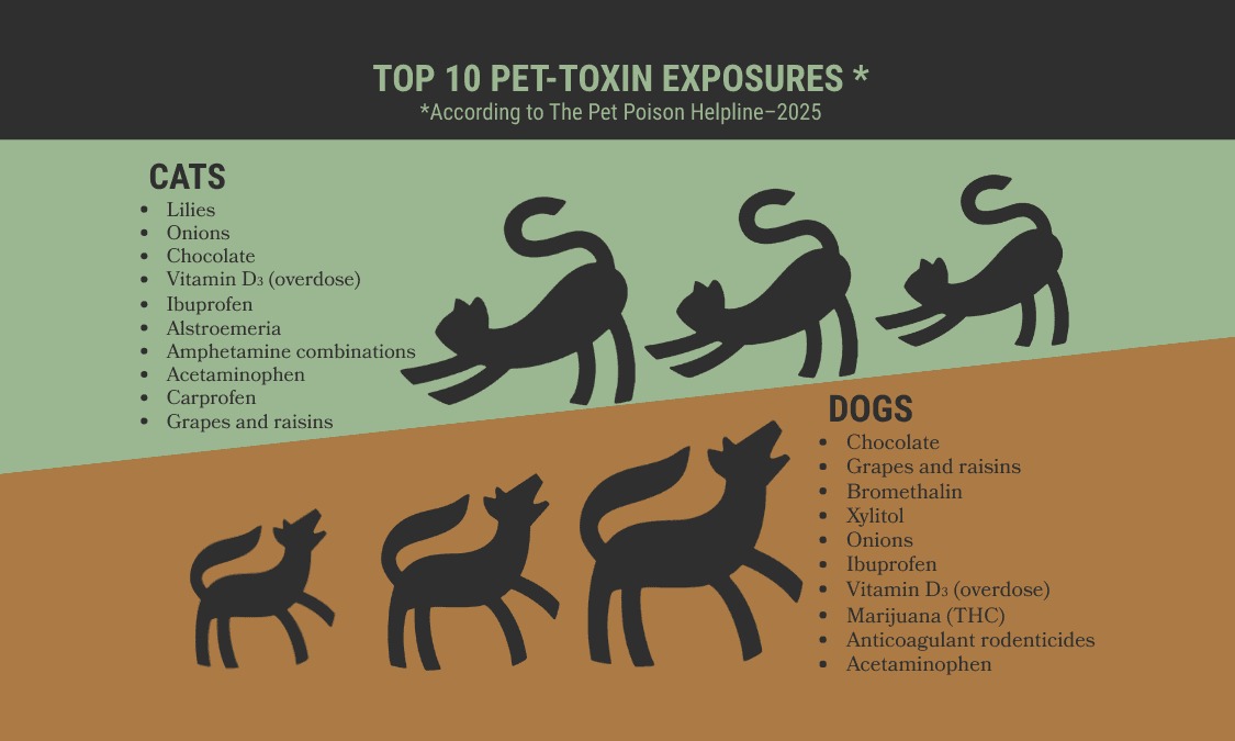 Infographic showing the top 10 toxin exposures for cats and dogs in 2025 according to the Pet Poison Helpline, including lilies, onions, chocolate, vitamin D3 overdose, ibuprofen, Alstroemeria, acetaminophen, grapes and raisins, xylitol, bromethalin, THC, and rodenticides.