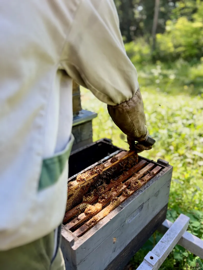 A legjobb magyar prémium mézeket készítjük fenntarthatóan, 100%-ban természetesen