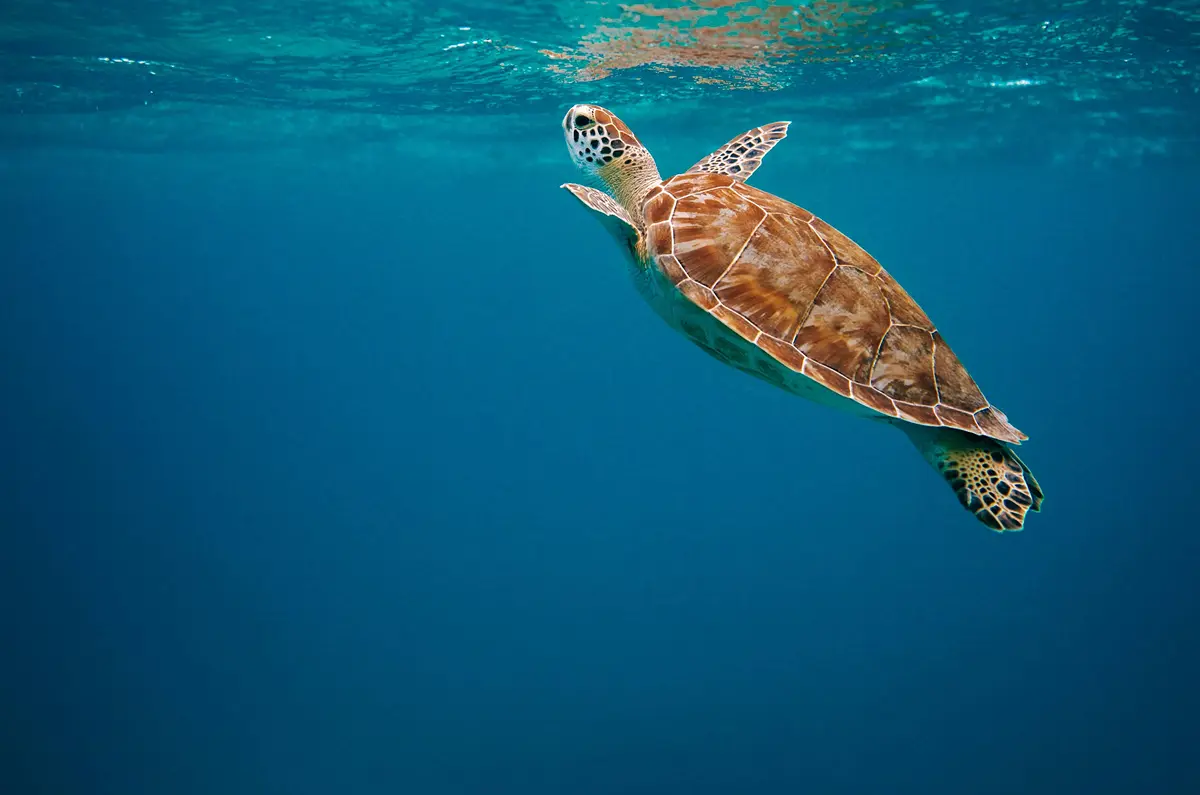 A sea turtle swimming underwater, highlighting a case study on AI biometric identification for marine conservation.