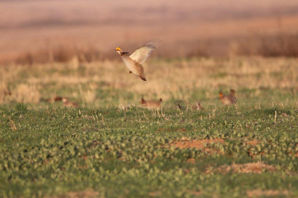 The grouse, known for its colorful spring mating dance, was out in the earlier hours of the morning on April 23, 2024. (Wayne Walker/CommonGround)