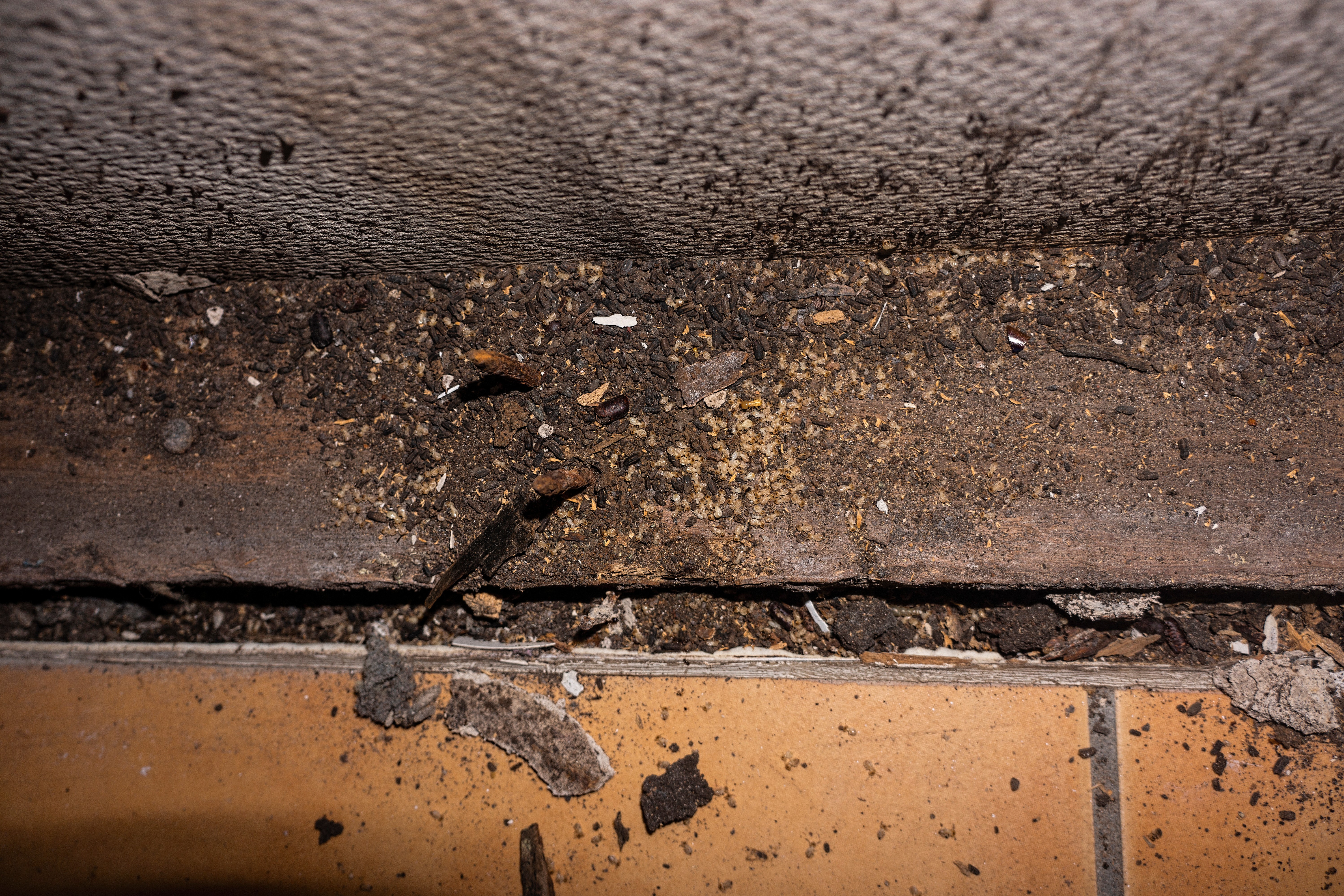 Common termites or white ants, blattodea, discovered when renovating a bathroom in a house