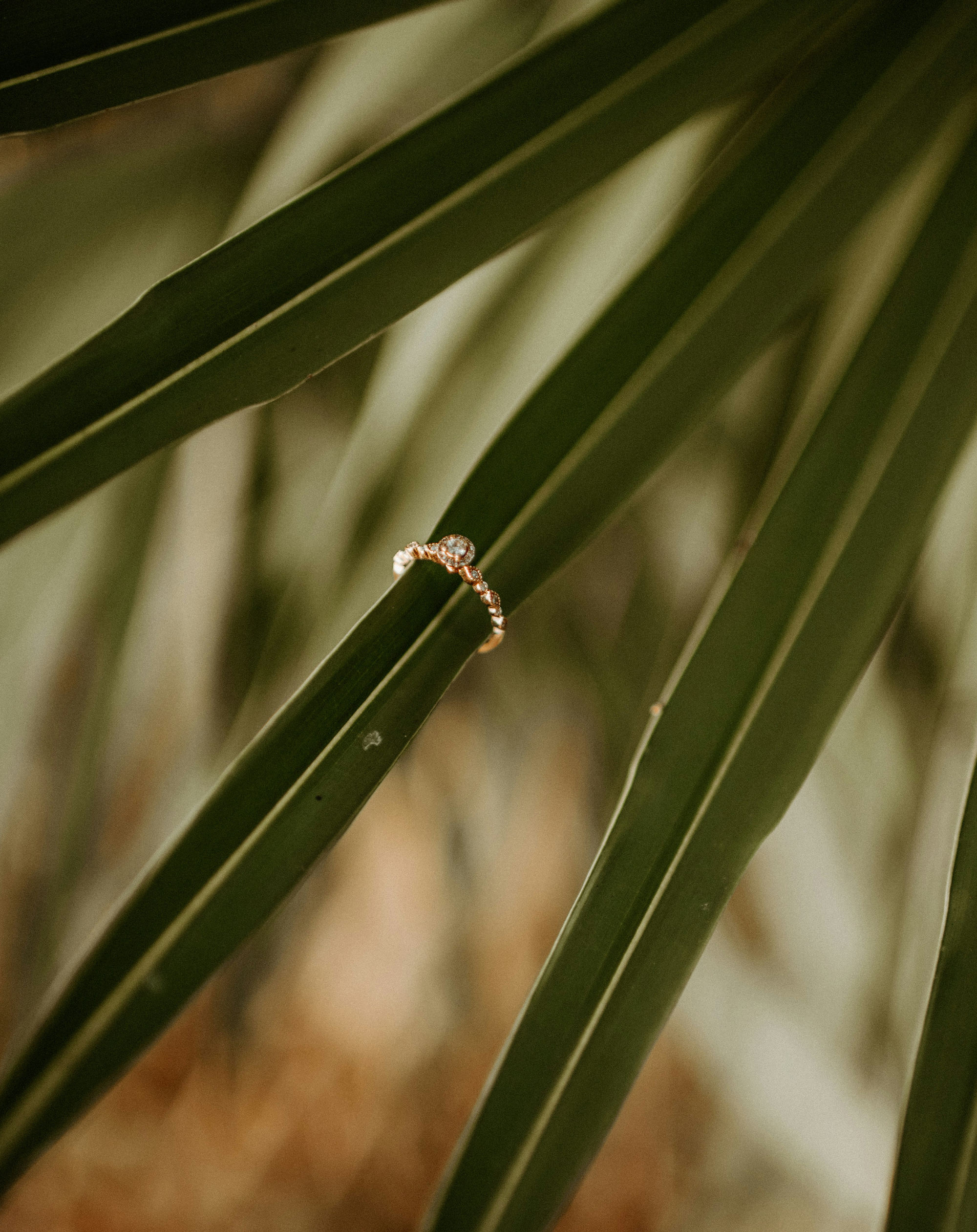 Close-up of a gold ring on a green palm frond.