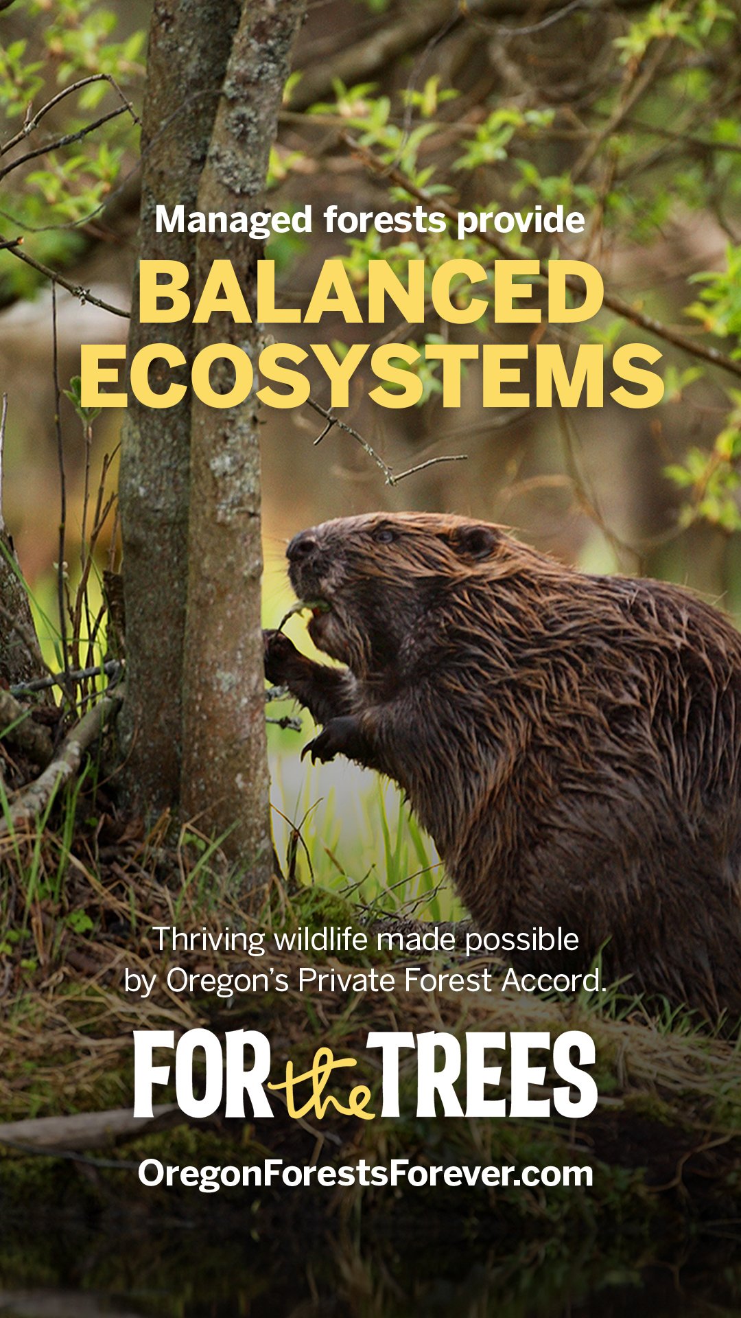 For the Trees ad: a beaver gnaws a tree trunk beside a pond — Managed forests provide balanced ecosystems