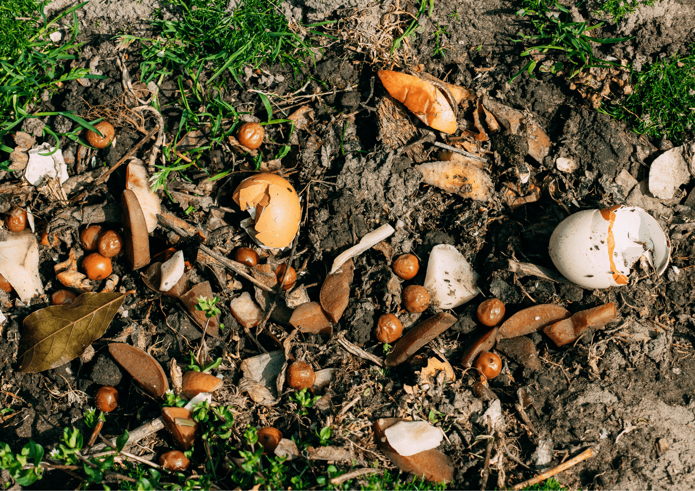 Spring planting in the garden and vegetable garden