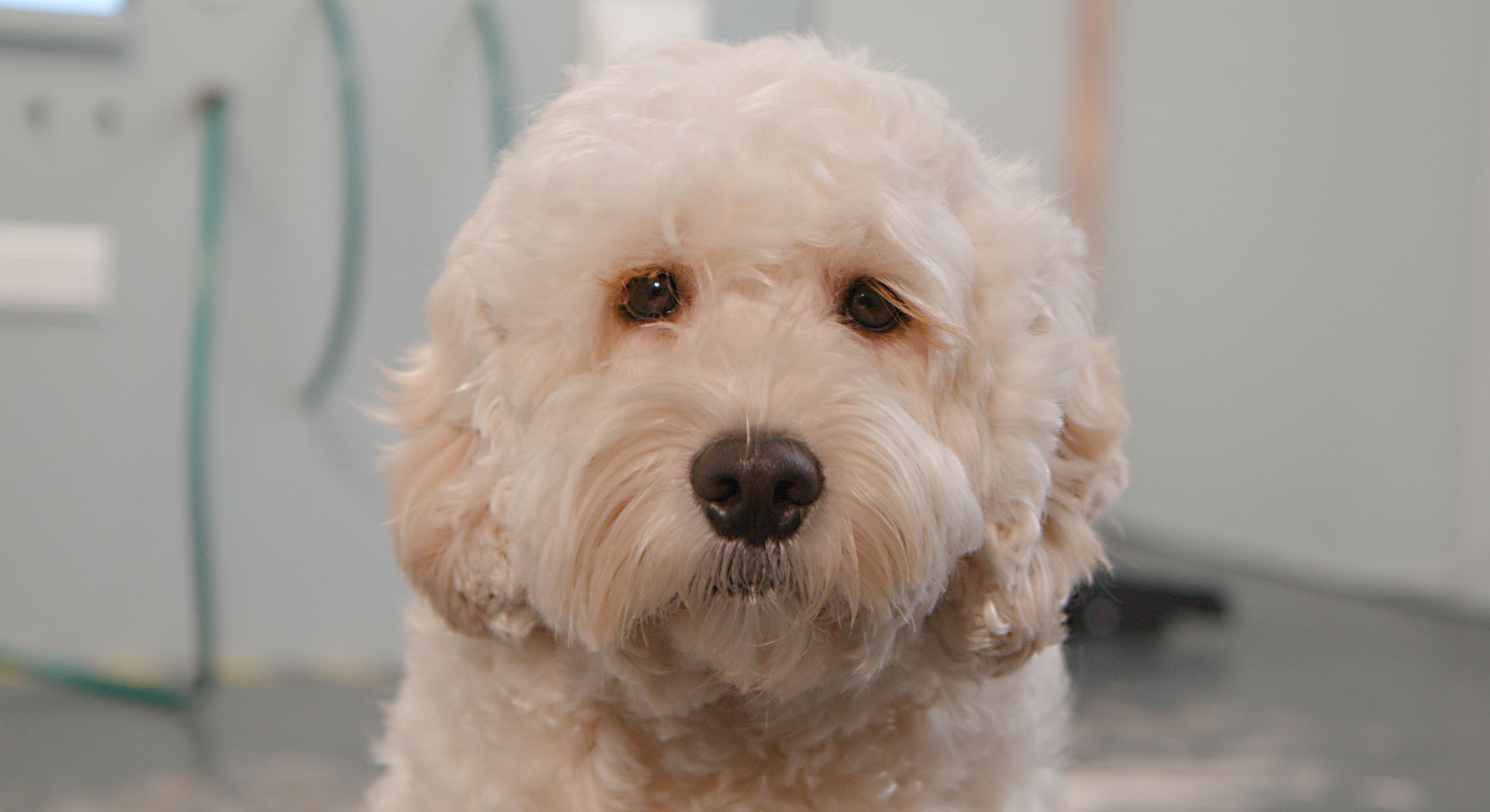 a cute dog on film location