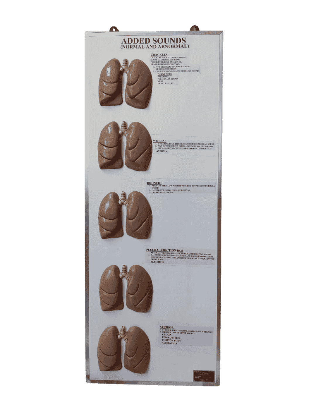Added Lung Sounds Model (Normal & Abnormal)