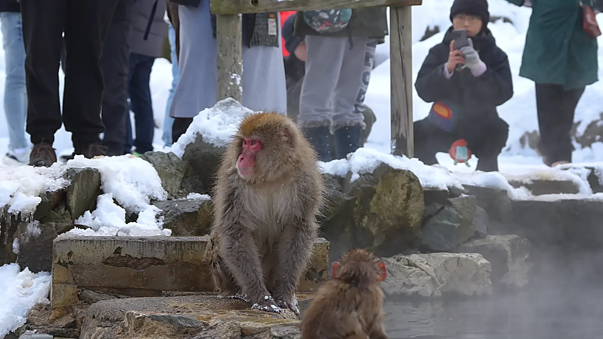 Two snow monkeys at the edge of the steaming hot spring, one wading the shallows at Jigokudani.