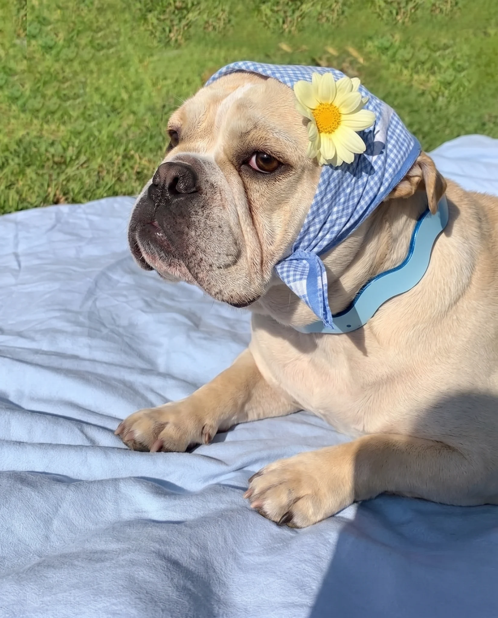 Toto con su collar Bloomy en Hortensia