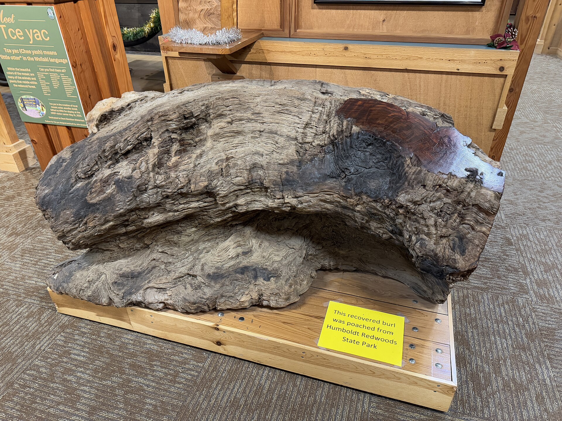 A recovered redwood burl displayed inside the Humboldt Redwoods visitor center.