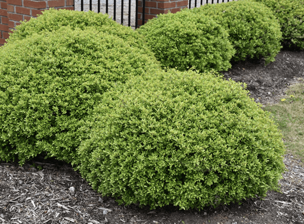 Green Fern