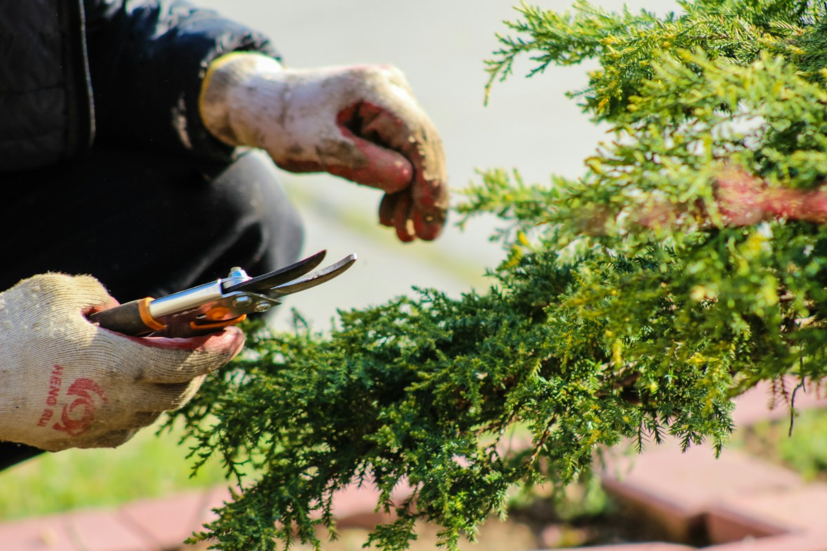 Gloved hands pruning a juniper with shears