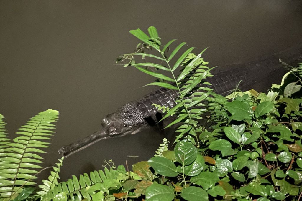 Crocodile, Mandai Wildlife Reserve