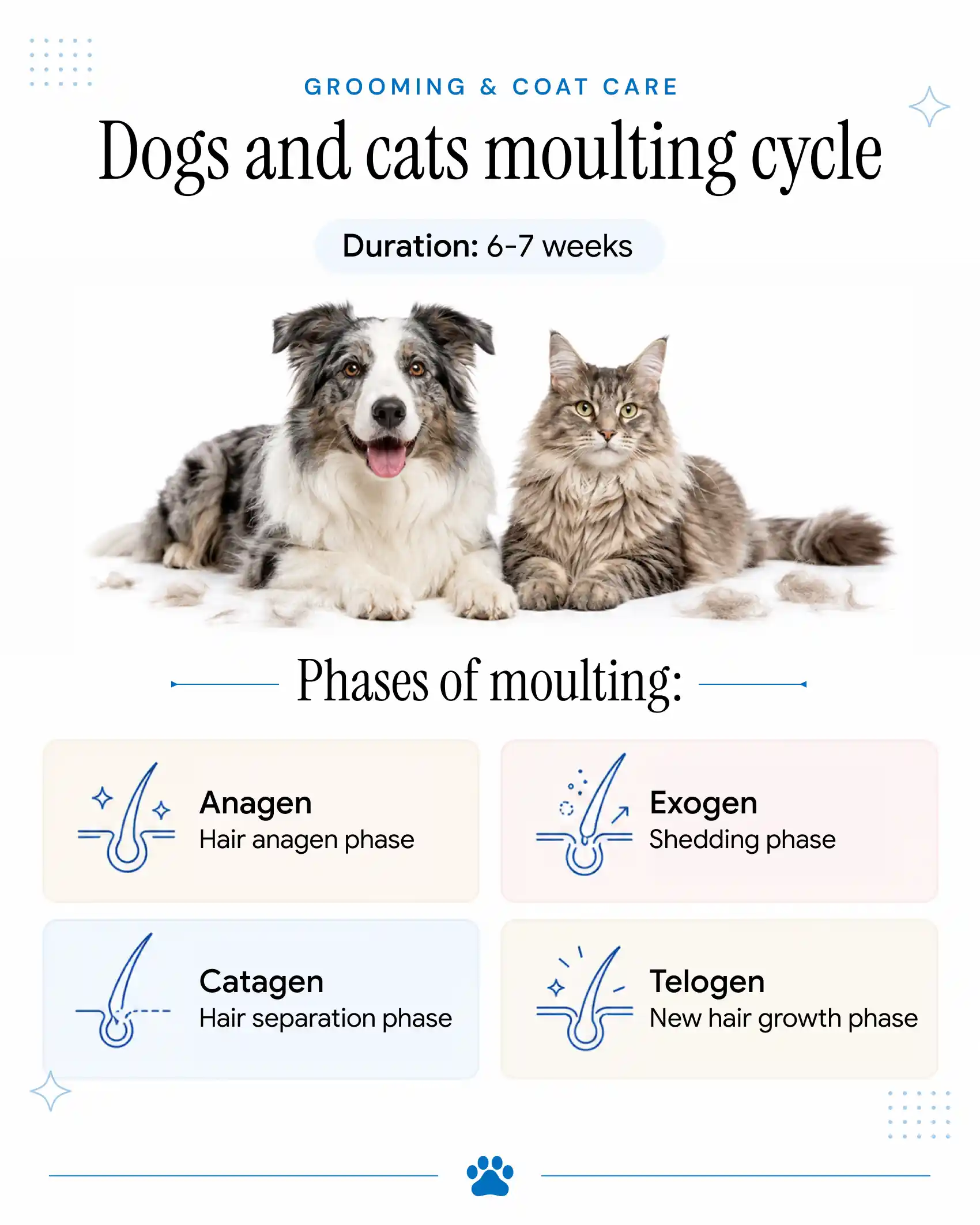 An infographic showing the moulting cycle in dogs and cats.