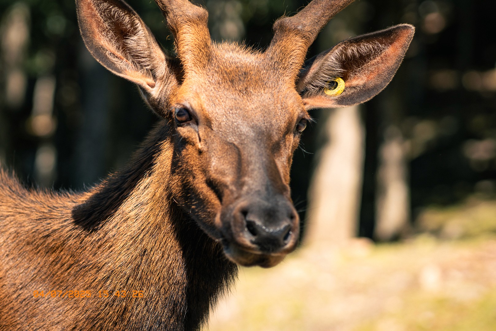 Gros plan sur un jeune cerf avec une boucle jaune à l’oreille.