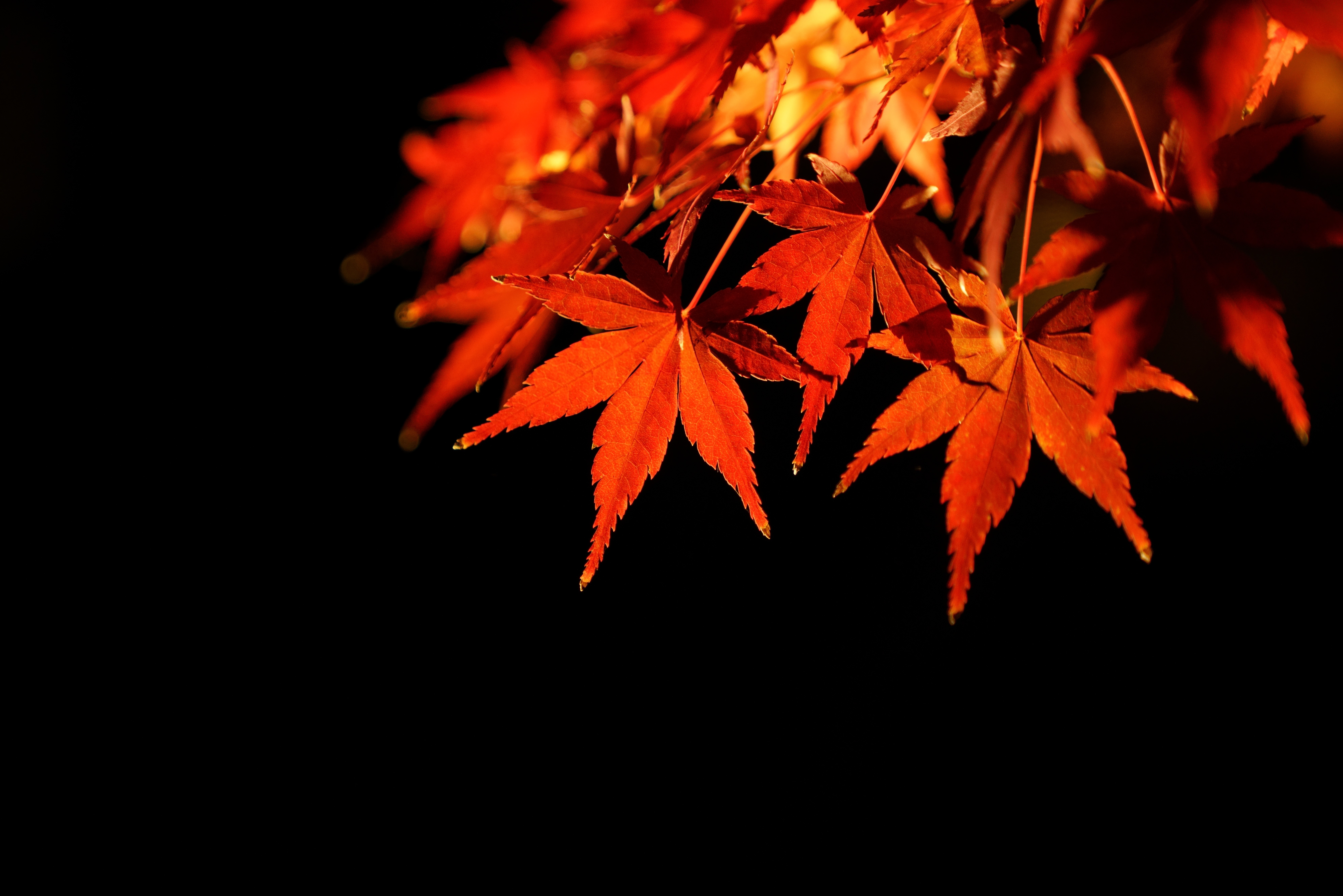 Red maple leaf glowing