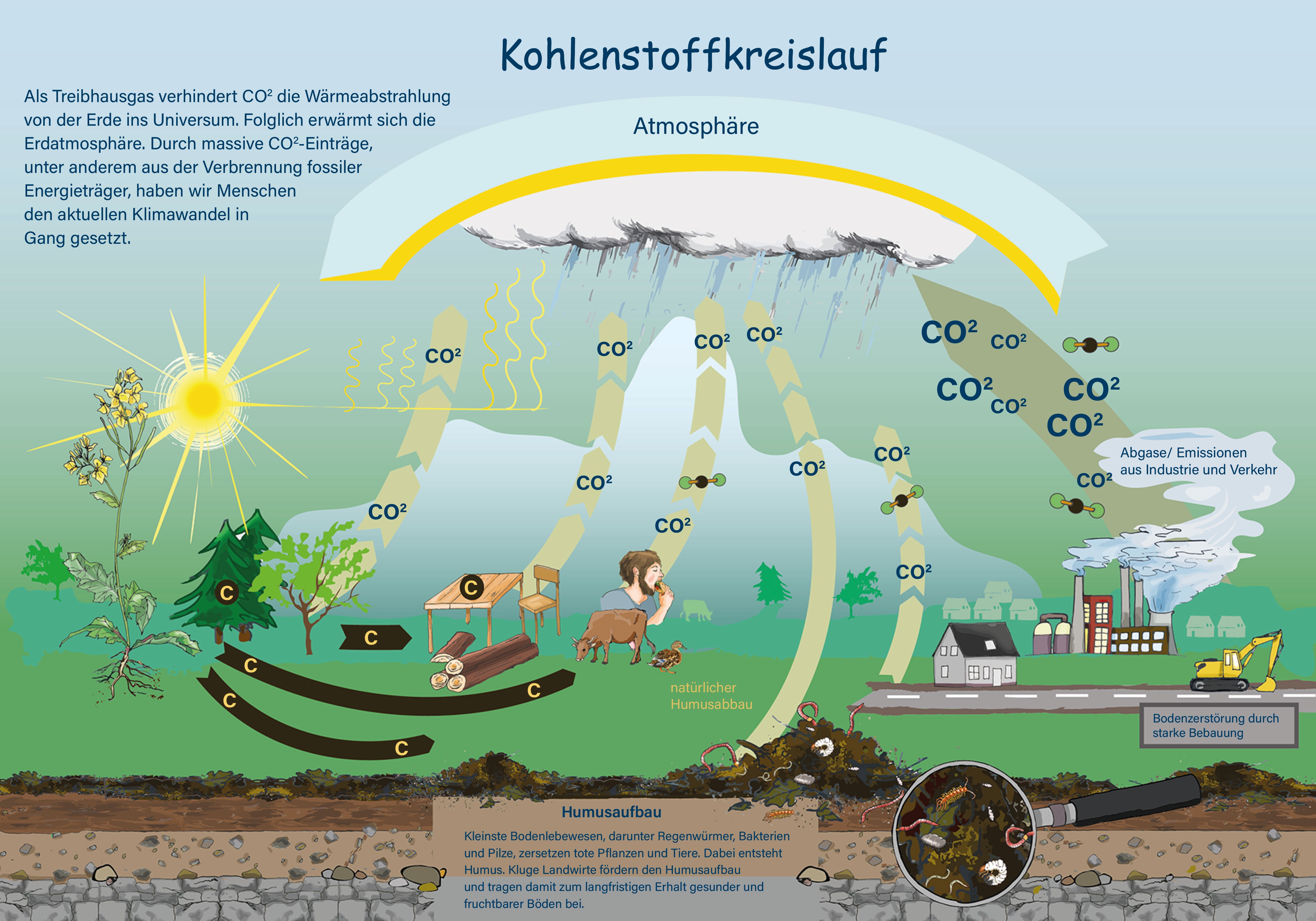 Diagramm zum Kohlenstoffkreislauf