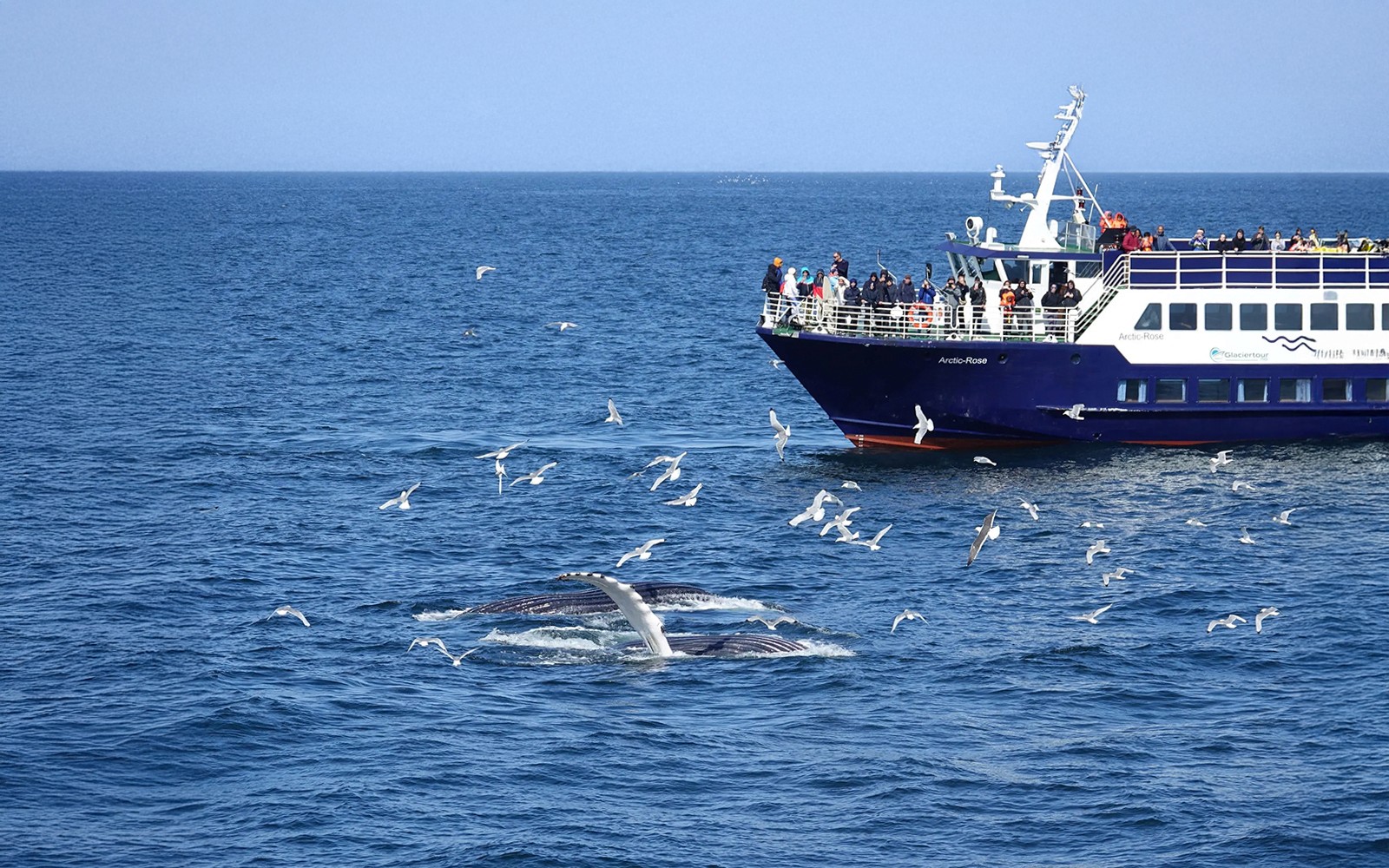 Guests on Reykjavik whale watching cruise observe whale tail near boat.