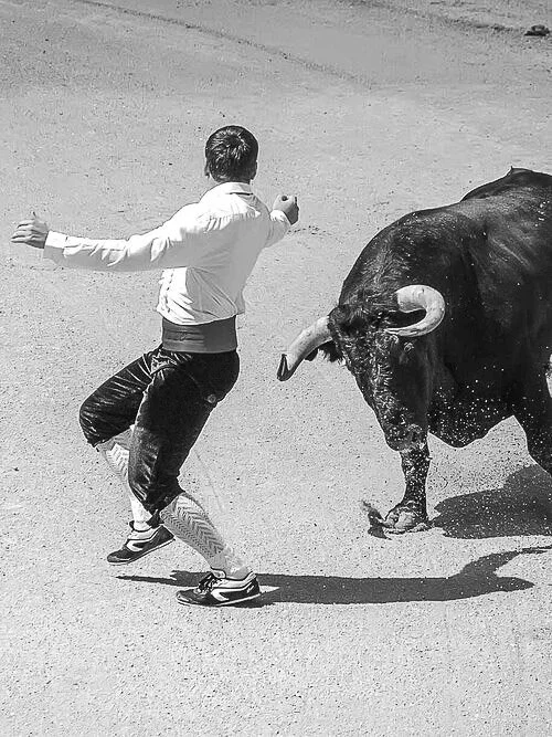 Spanish Buffalo Fighting