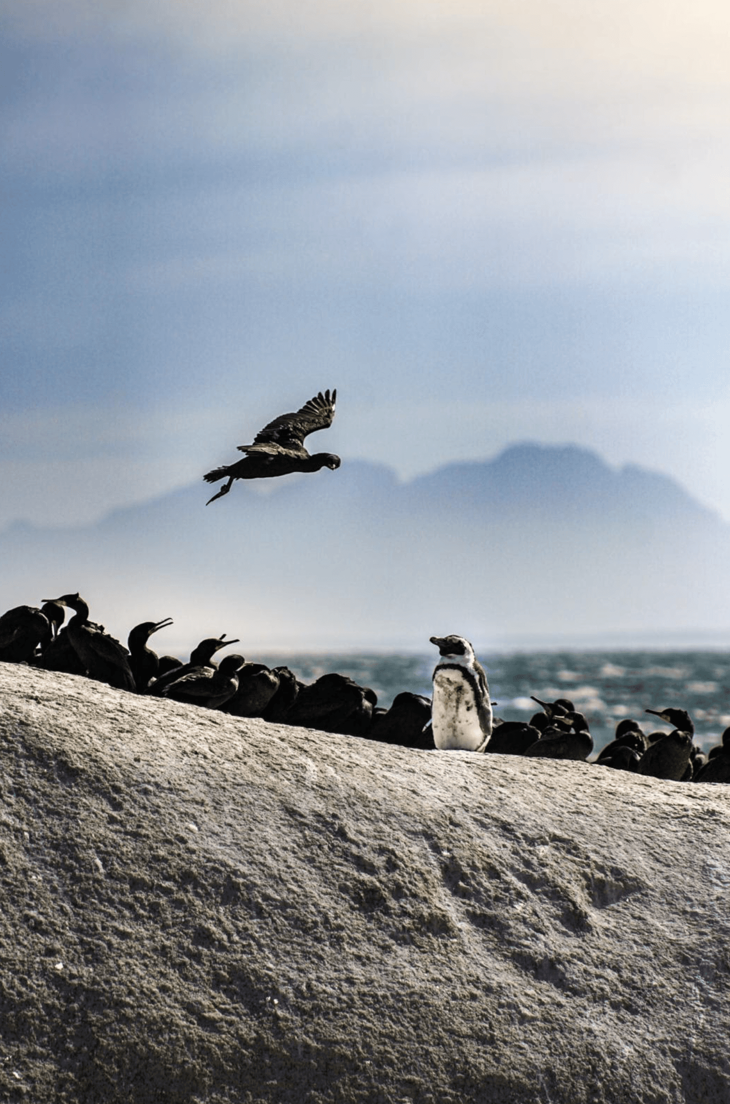 capetown, 2019