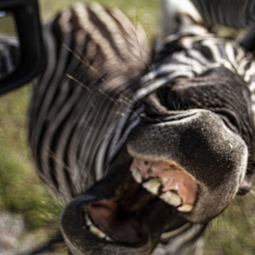 斑馬張嘴露出牙齒，背景模糊的條紋。側邊稍微可見的車輛後視鏡。