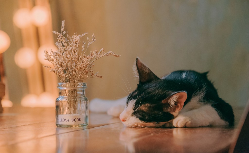Rest Easy: The Critical Role of Sleep in Fitness Success