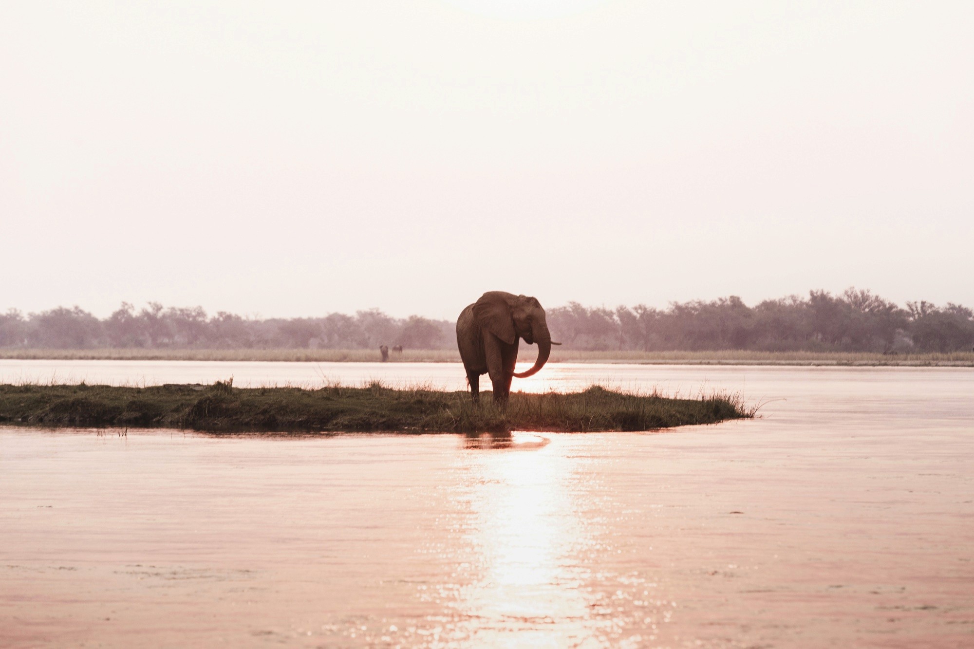 An elephant at sunset on a grass island in the Zambezi River