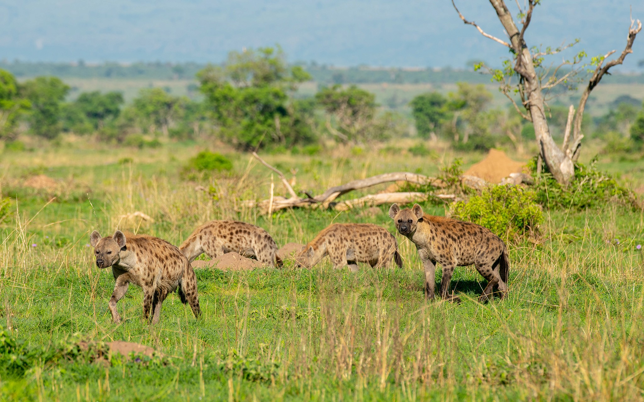 Hyenas in Murchison Falls National Park