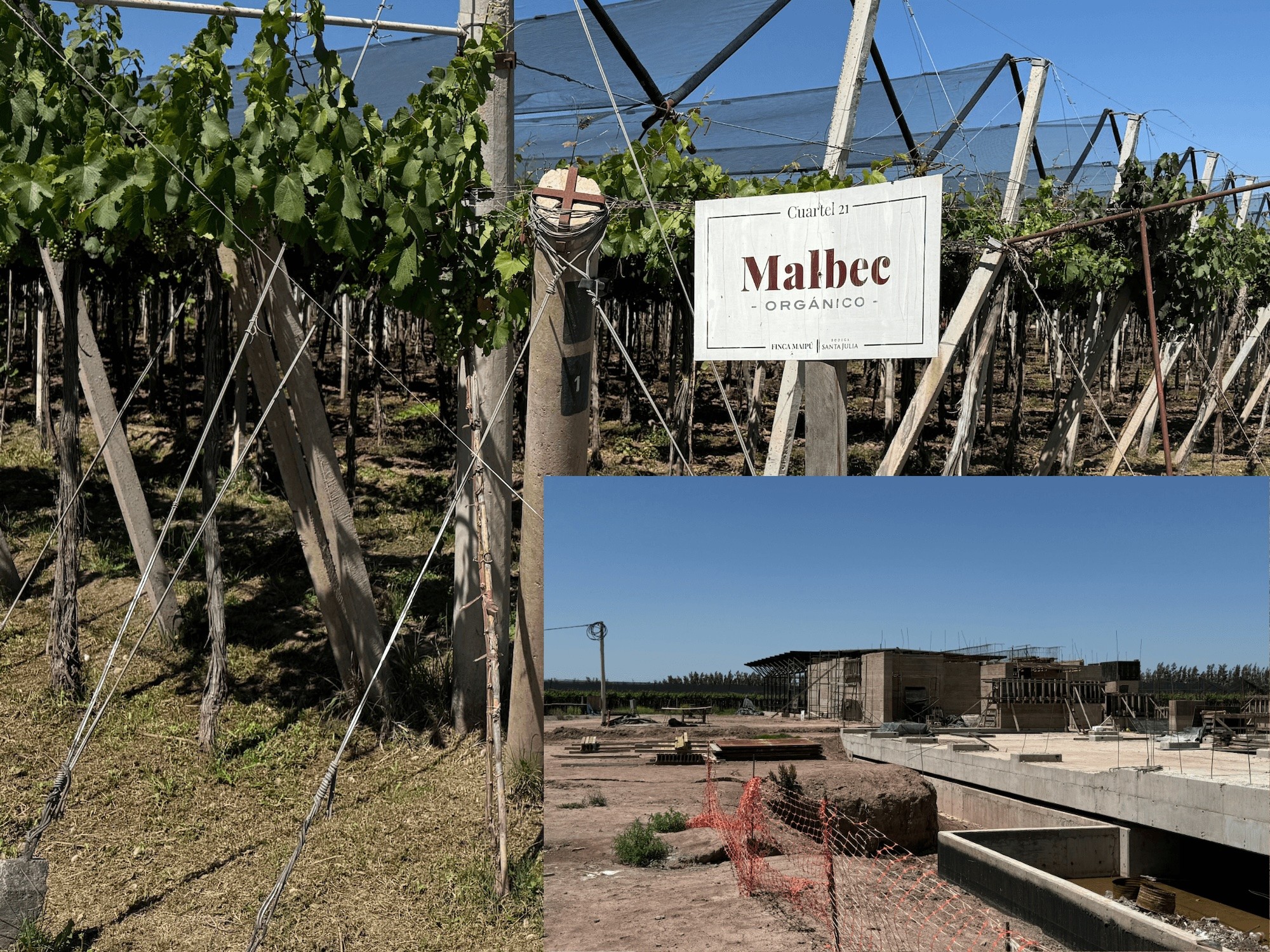 Santa Julia’s organic Malbec vineyard and the natural-wine facility that was under construction during our visit.