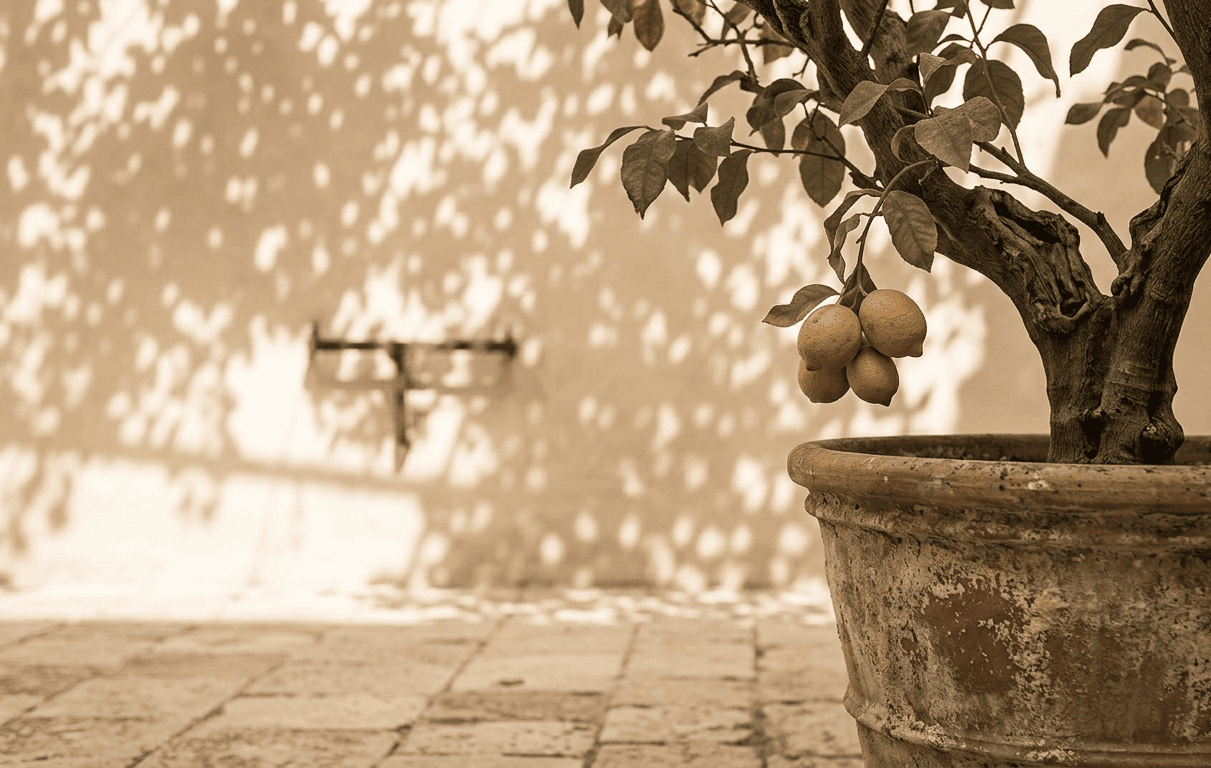 A potted lemon tree in a weathered terracotta jar, leaf shadows moving across the courtyard wall