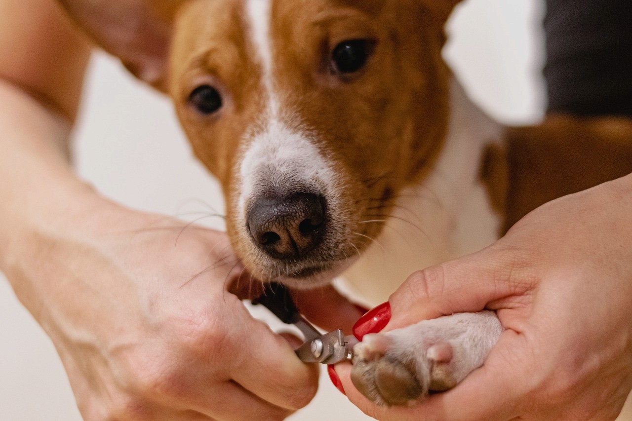 A dog getting a nail trim during a grooming session