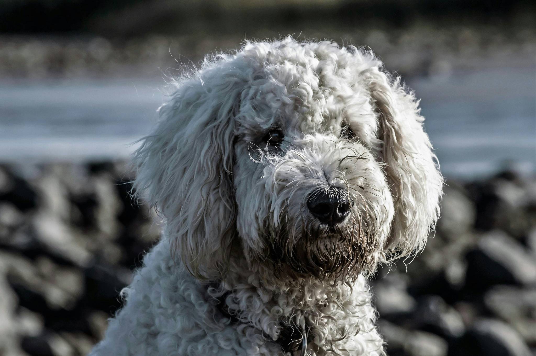 Poodle Grooming Guide