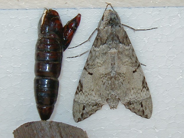 Pupa vazia marrom ao lado de mariposa adulta acinzentada de asas abertas, sobre fundo branco