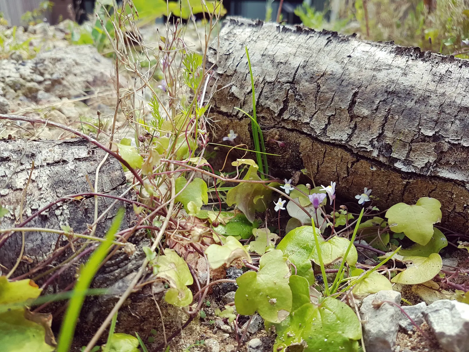 A close-up view of green plants growing among weathered logs in a natural setting.