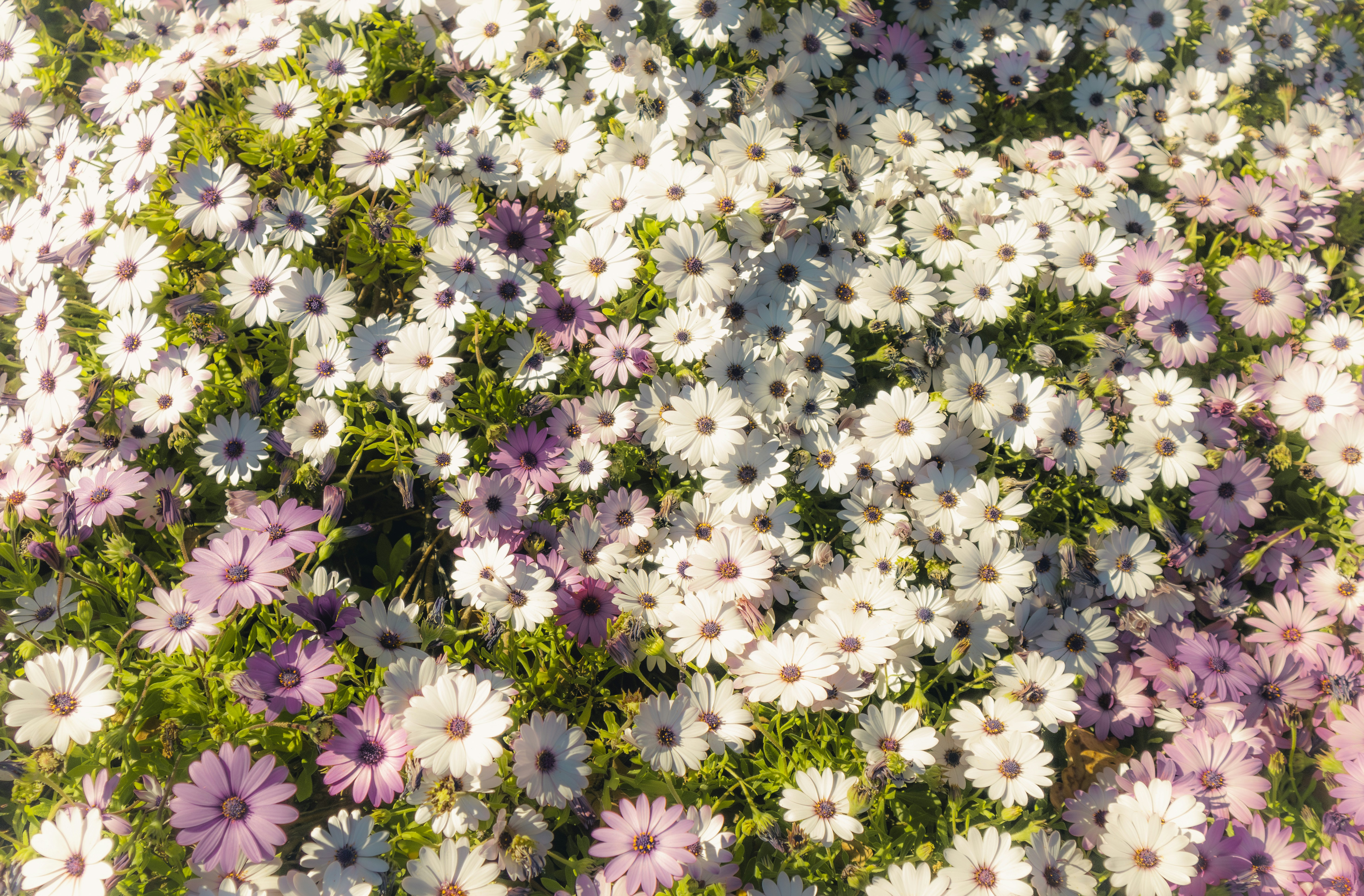 Beautiful flowers