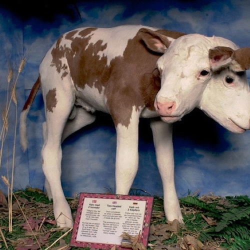 里普利·哥本哈根四合一景点通票