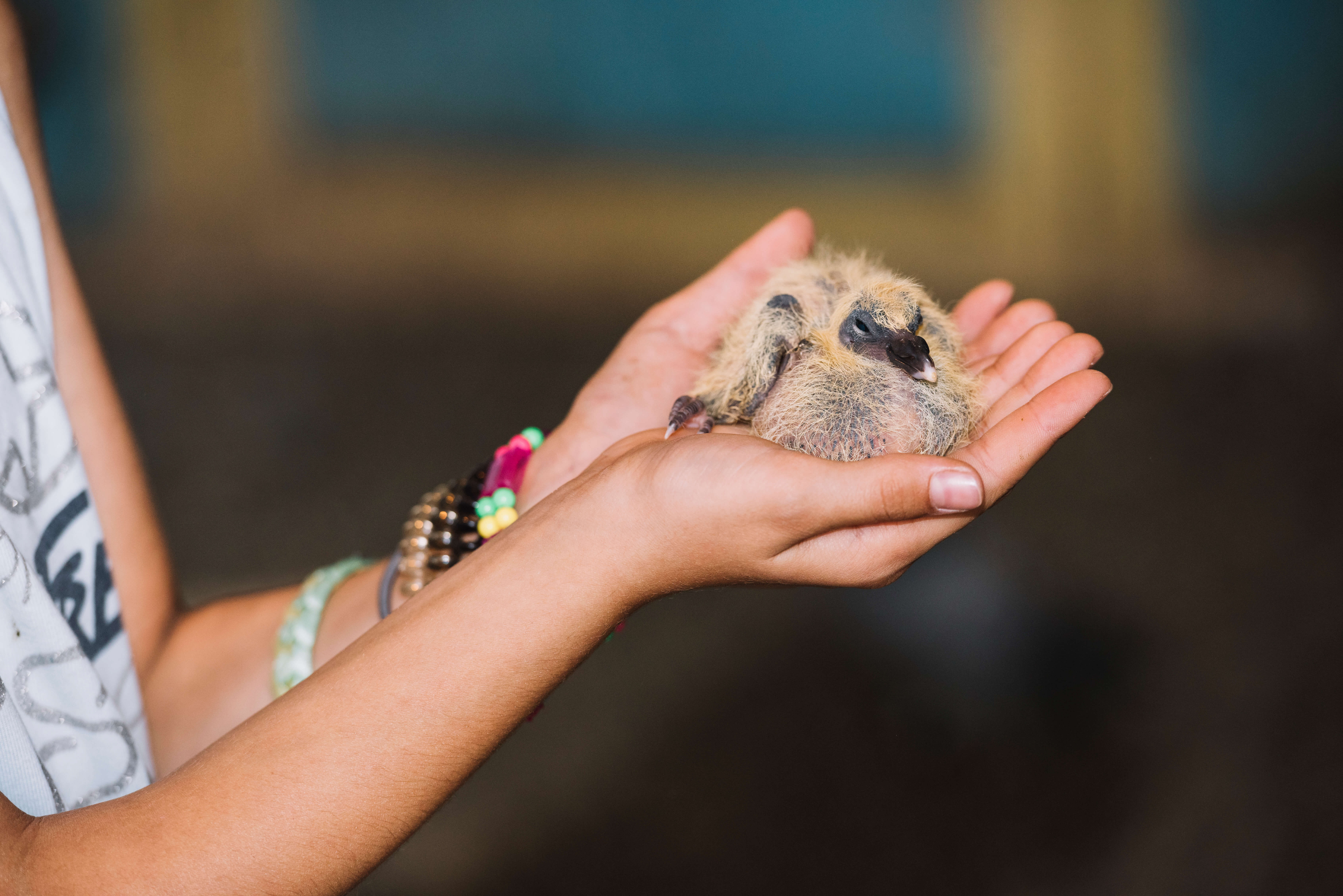 Duckling on Girl's Hand