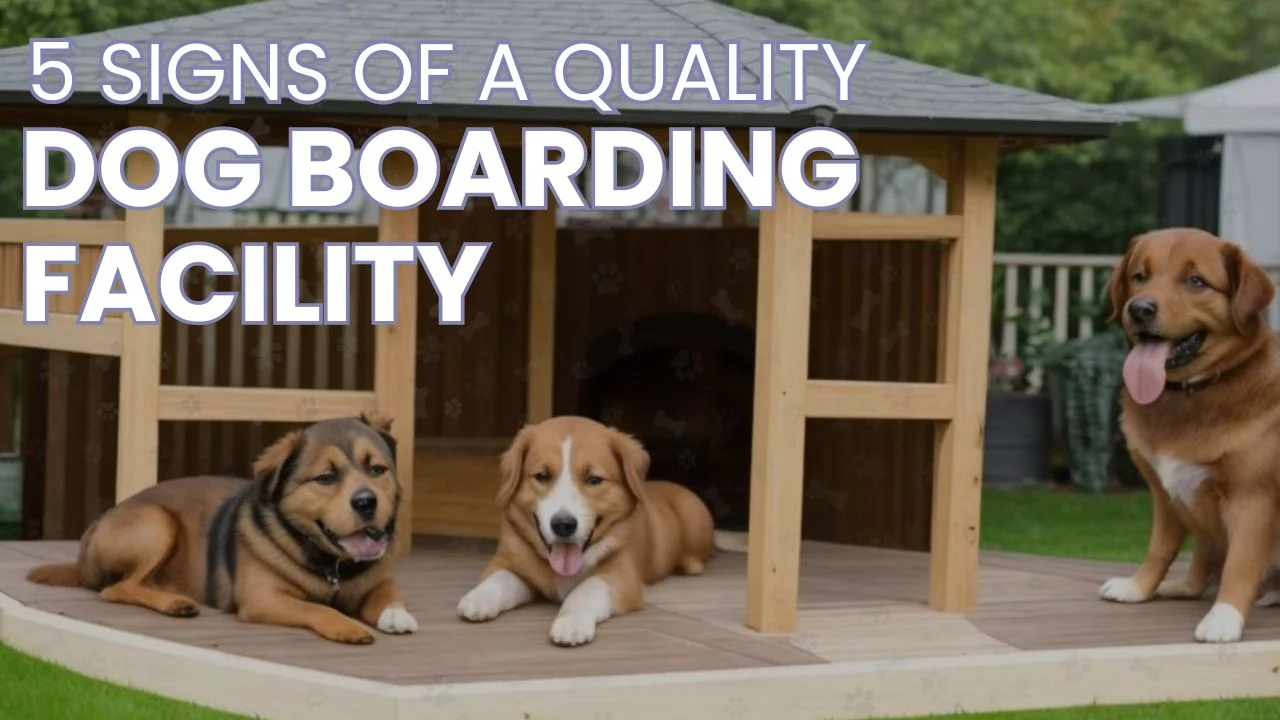Signs of a Quality Dog Boarding Facility