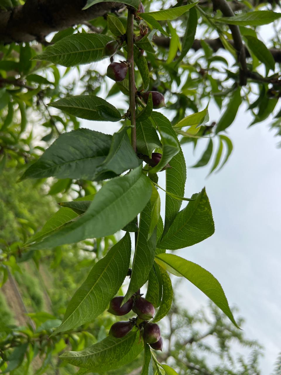 Firm nectarines with smooth skin, direct export from Greece.