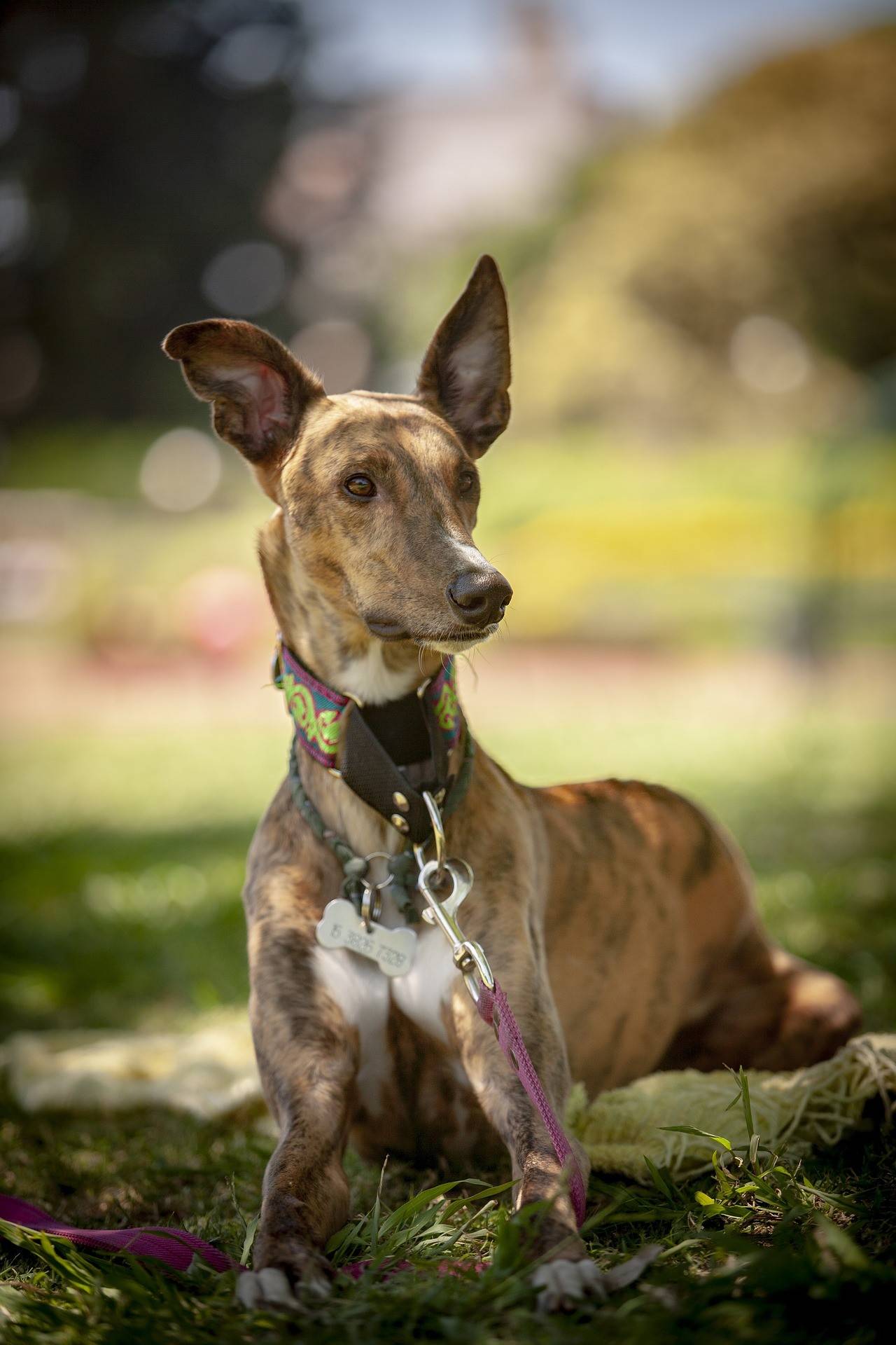 Greyhound Breed History