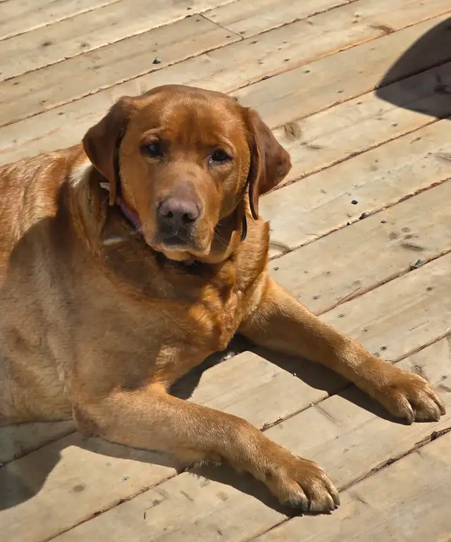 Fox Red Labrador Retriever awaiting upcoming litter