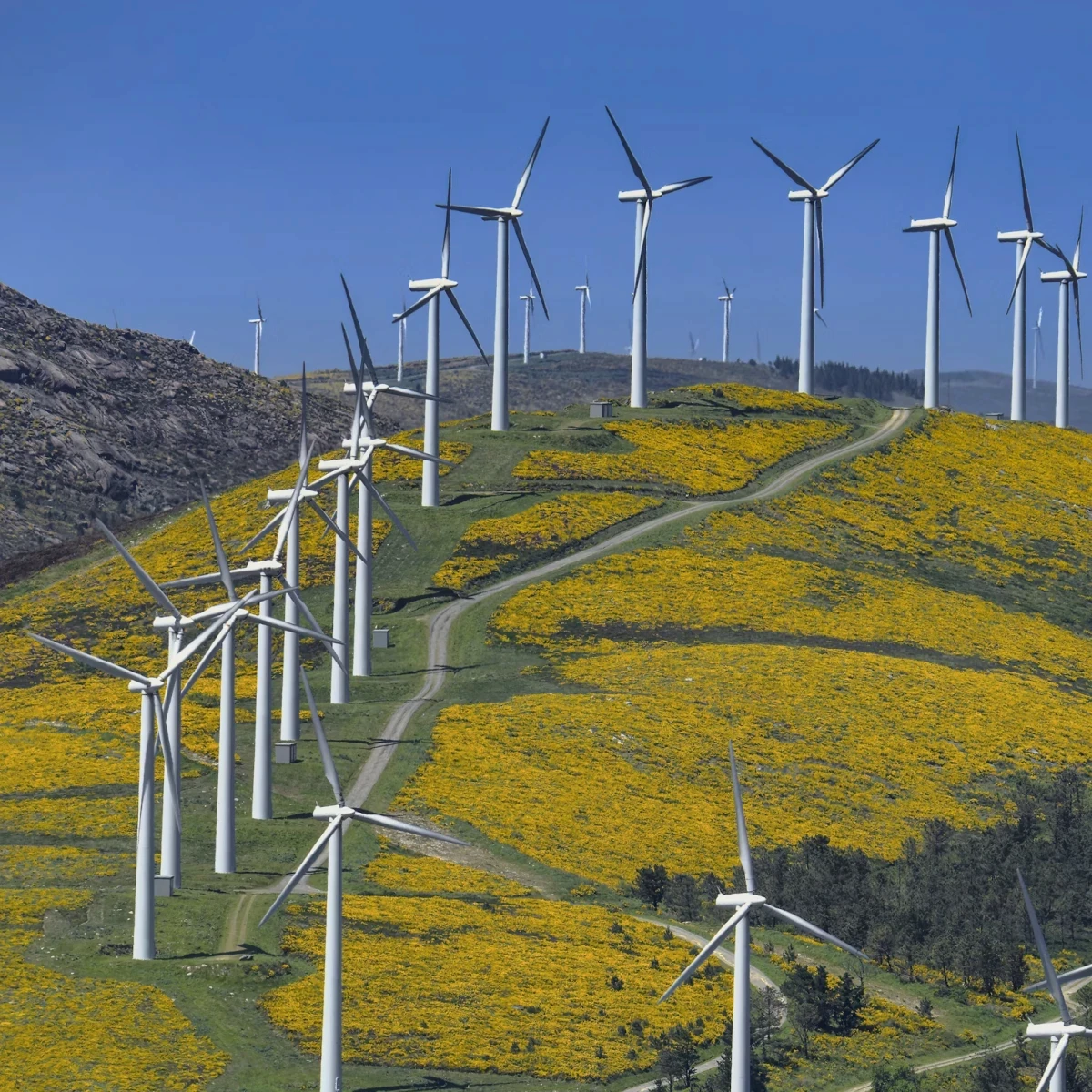 Wind turbines on a yellow-flowered hill