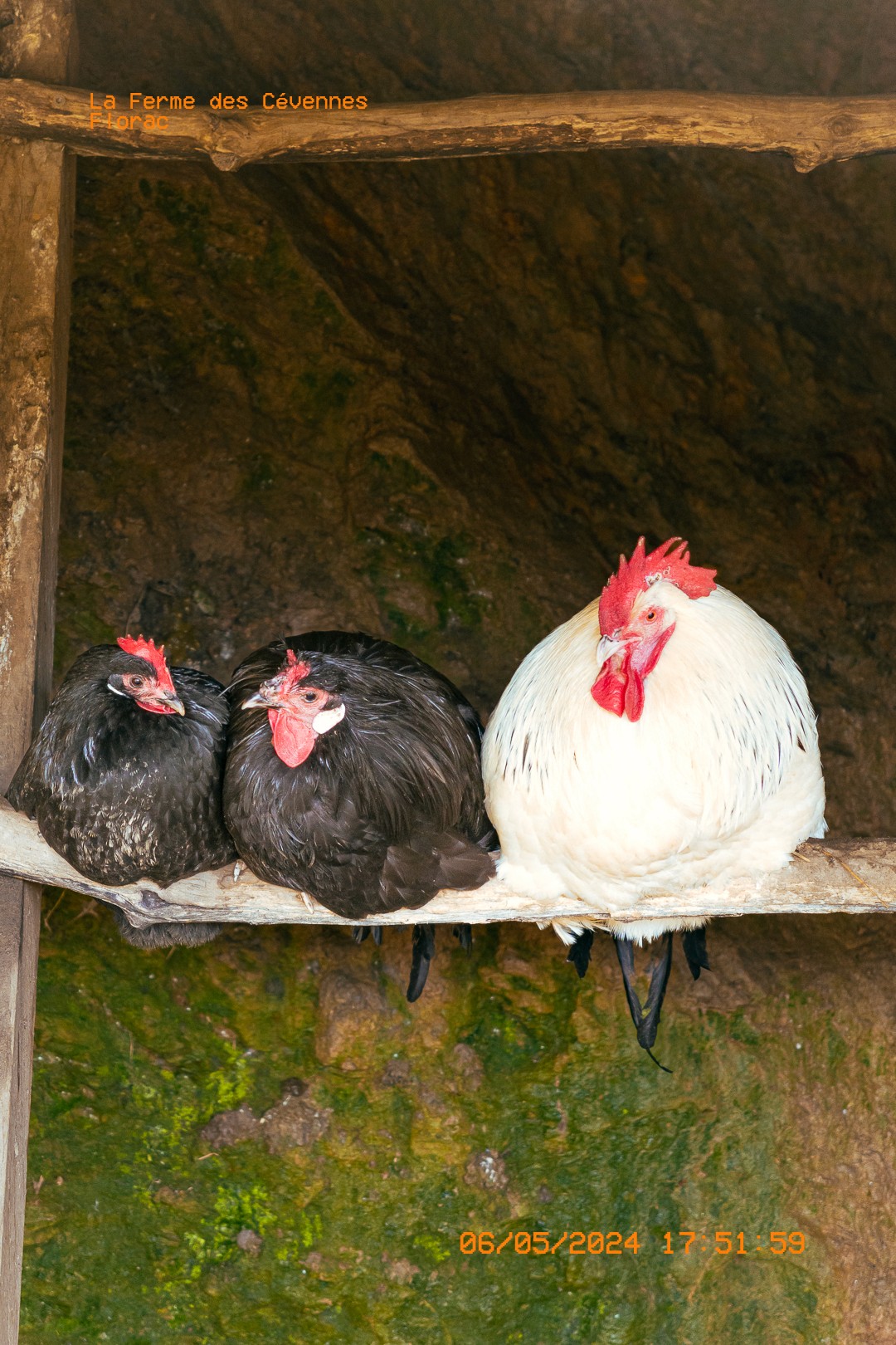 Coq blanc et deux poules noires perchés dans un poulailler.