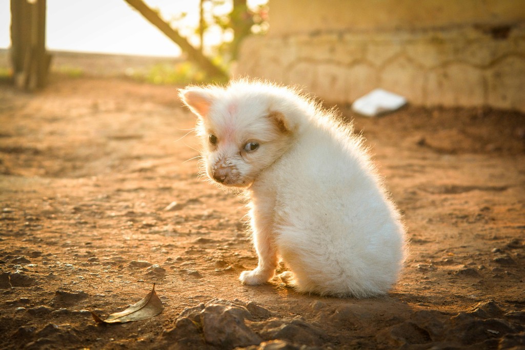 Tipos de hierro para lechones y su relación con el aceite acidulado